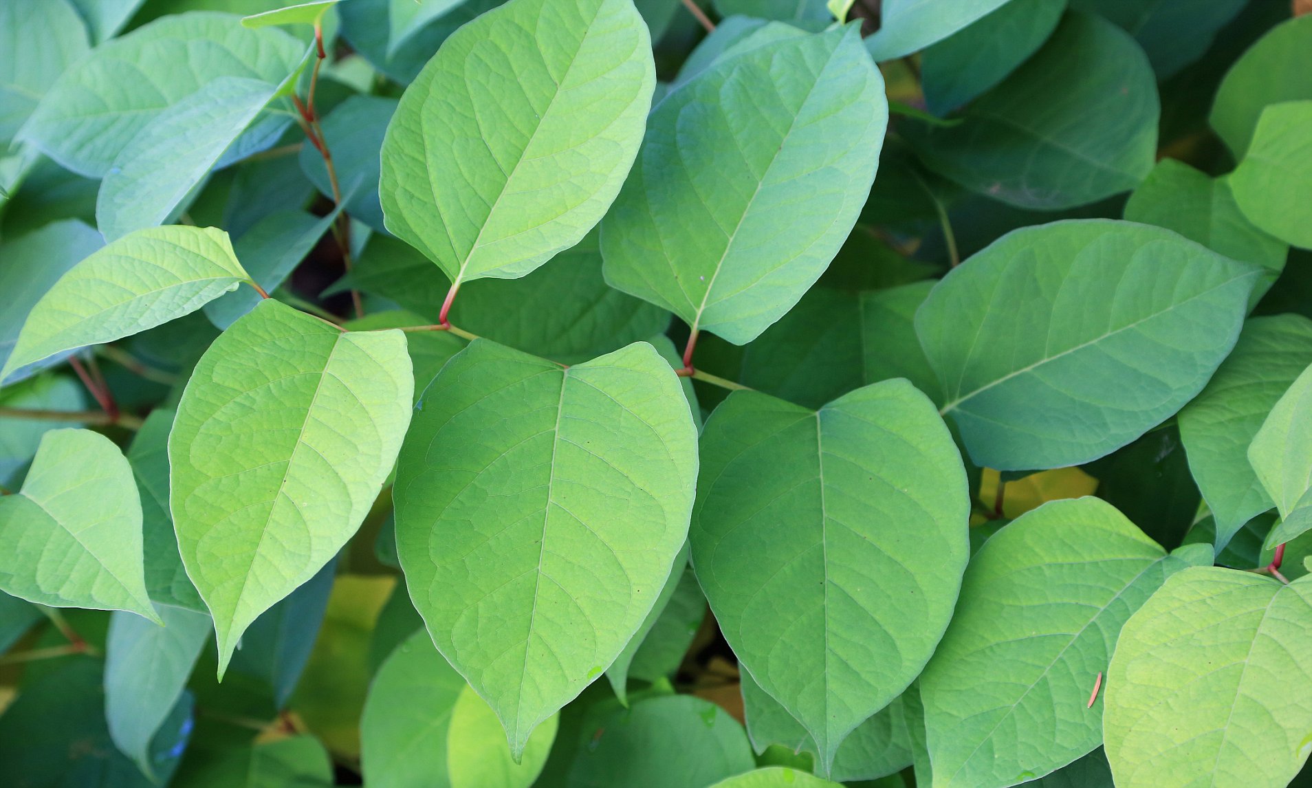 RICS SAY THAT JAPANESE KNOTWEED “IS NOT A DEATH SENTENCE FOR HOMES”